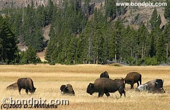 Buffalo, or Bison