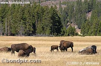 Buffalo, or Bison