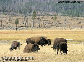 Buffalo, or Bison