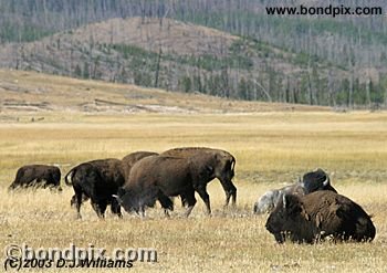 Buffalo, or Bison