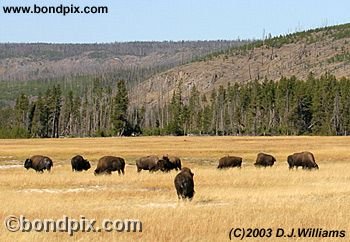 Buffalo, or Bison