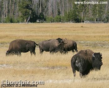 Buffalo, or Bison