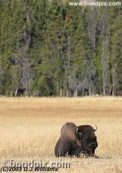 Bison, or Buffalo