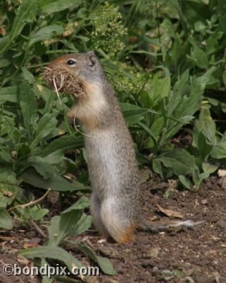 A Gopher carries bedding in a field in Deer Lodge, Montana