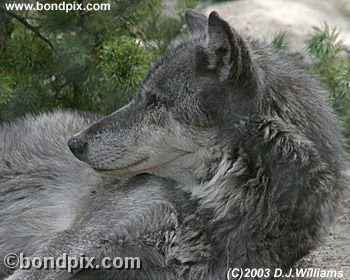 Grey Wolf