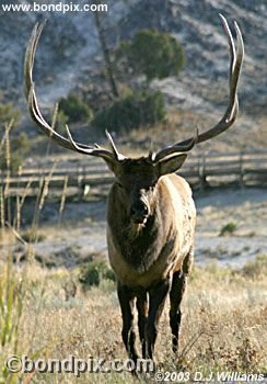 Bull Elk