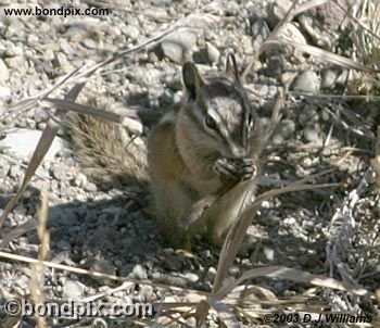 Squirel