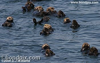 Sea Otter