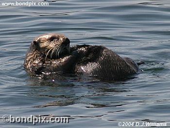 Sea Otter