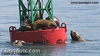 Stellar Sea Lions