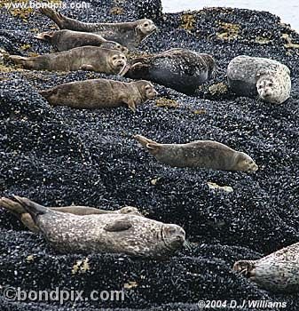 Seals