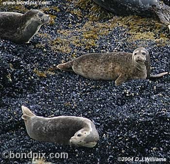 Seals