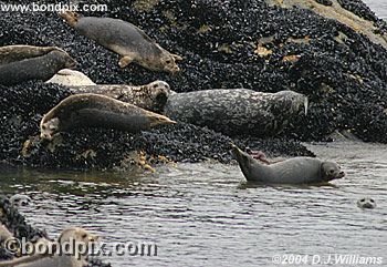 Seals