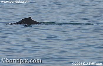 Humpback Whale