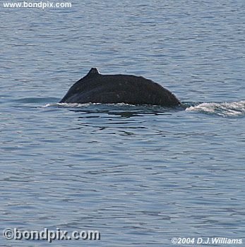 Humpback Whale