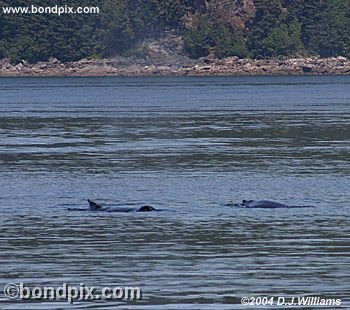 Humpback Whale