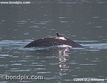 Humpback Whale