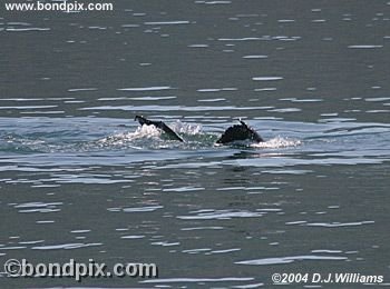 Humpback Whale