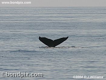 Humpback Whale