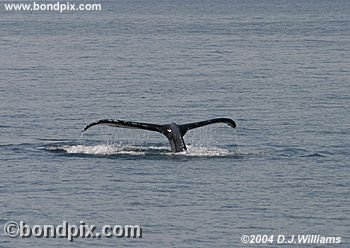 Humpback Whale