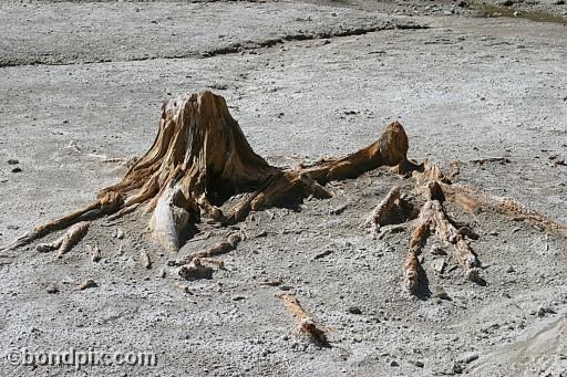 Some of the natural features of Yellowstone Park