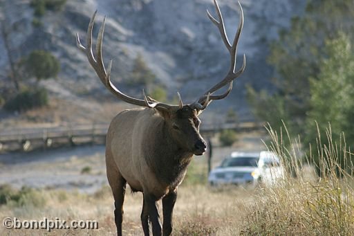 An elk in Yellowstone Park