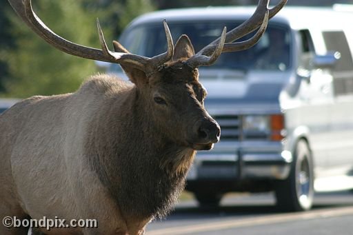 An elk in Yellowstone Park