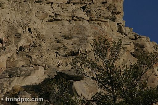 Bighorn sheep in Yellowstone Park