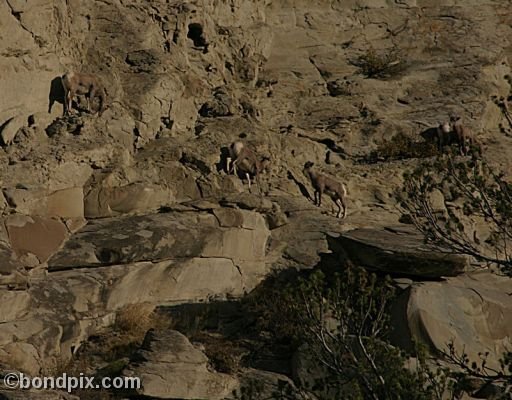 Bighorn sheep in Yellowstone Park