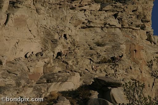 Bighorn sheep in Yellowstone Park