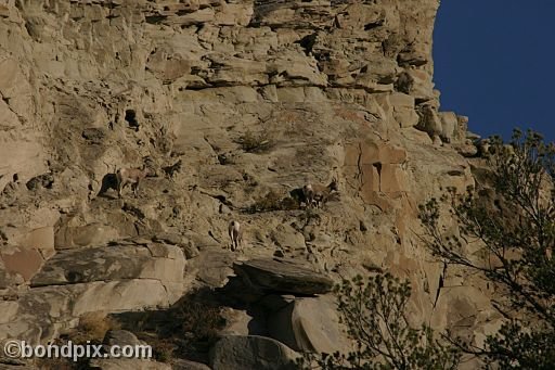 Bighorn sheep in Yellowstone Park