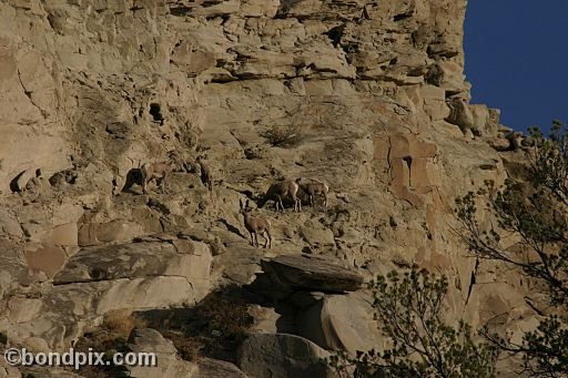 Bighorn sheep in Yellowstone Park