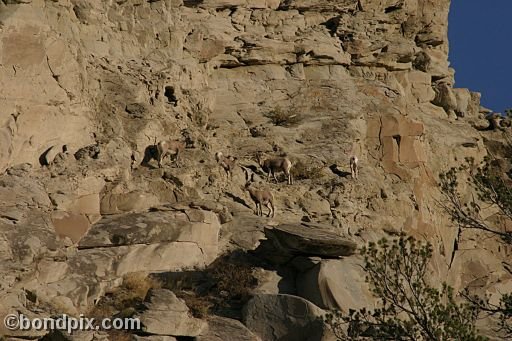 Bighorn sheep in Yellowstone Park