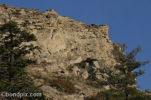 Bighorn sheep in Yellowstone Park