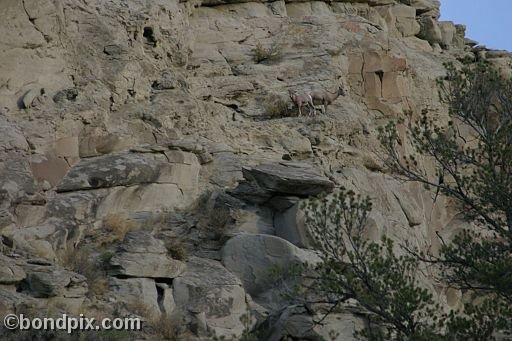 Bighorn sheep in Yellowstone Park