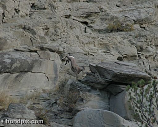 Bighorn sheep in Yellowstone Park