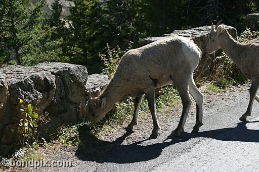 A bighorn sheep in Yellowstone Park