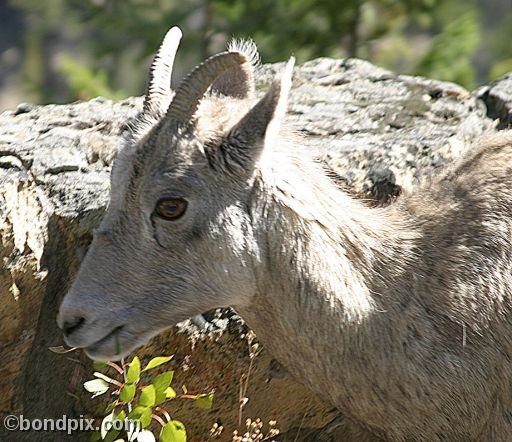 A bighorn sheep in Yellowstone Park