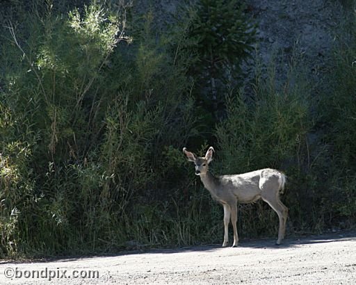 Mule Deer in Yellowstone Park