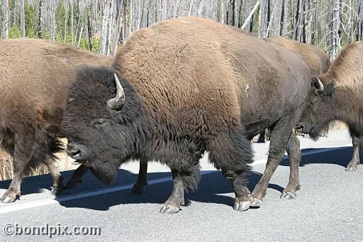 Buffalo, or Bison, in Yellowstone Park