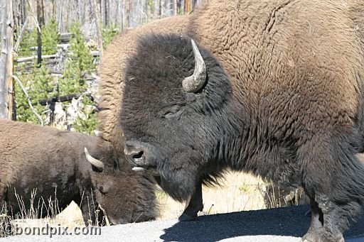 Buffalo, or Bison, in Yellowstone Park