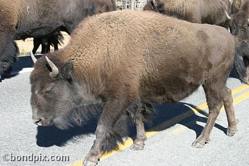 Buffalo, or Bison, in Yellowstone Park