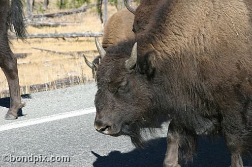 Buffalo, or Bison, in Yellowstone Park