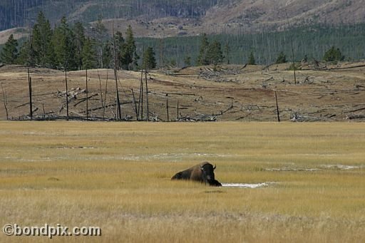 Buffalo, or Bison, in Yellowstone Park