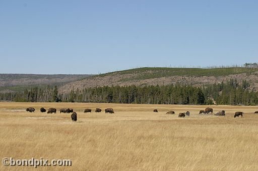 Buffalo, or Bison, in Yellowstone Park