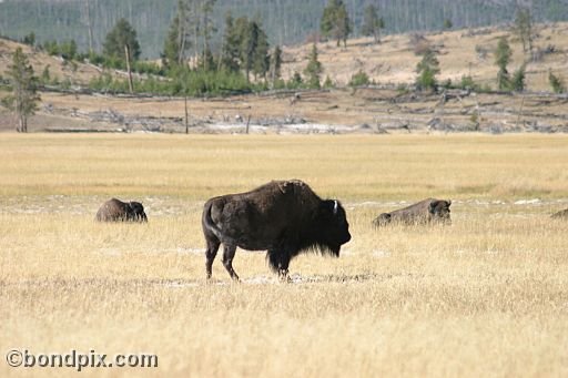 Buffalo, or Bison, in Yellowstone Park