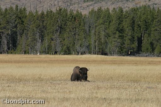 Buffalo, or Bison, in Yellowstone Park