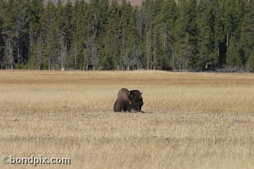 Buffalo, or Bison, in Yellowstone Park