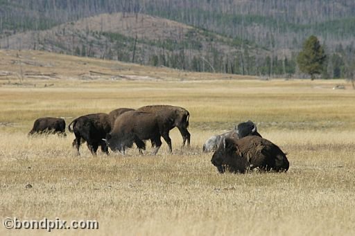 Buffalo, or Bison, in Yellowstone Park