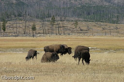 Buffalo, or Bison, in Yellowstone Park